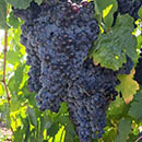 Merlo